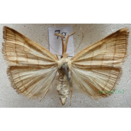 Polypogon tentacularia (Linnaeus, 1758) Szczękalica kleszczanka Czech7g